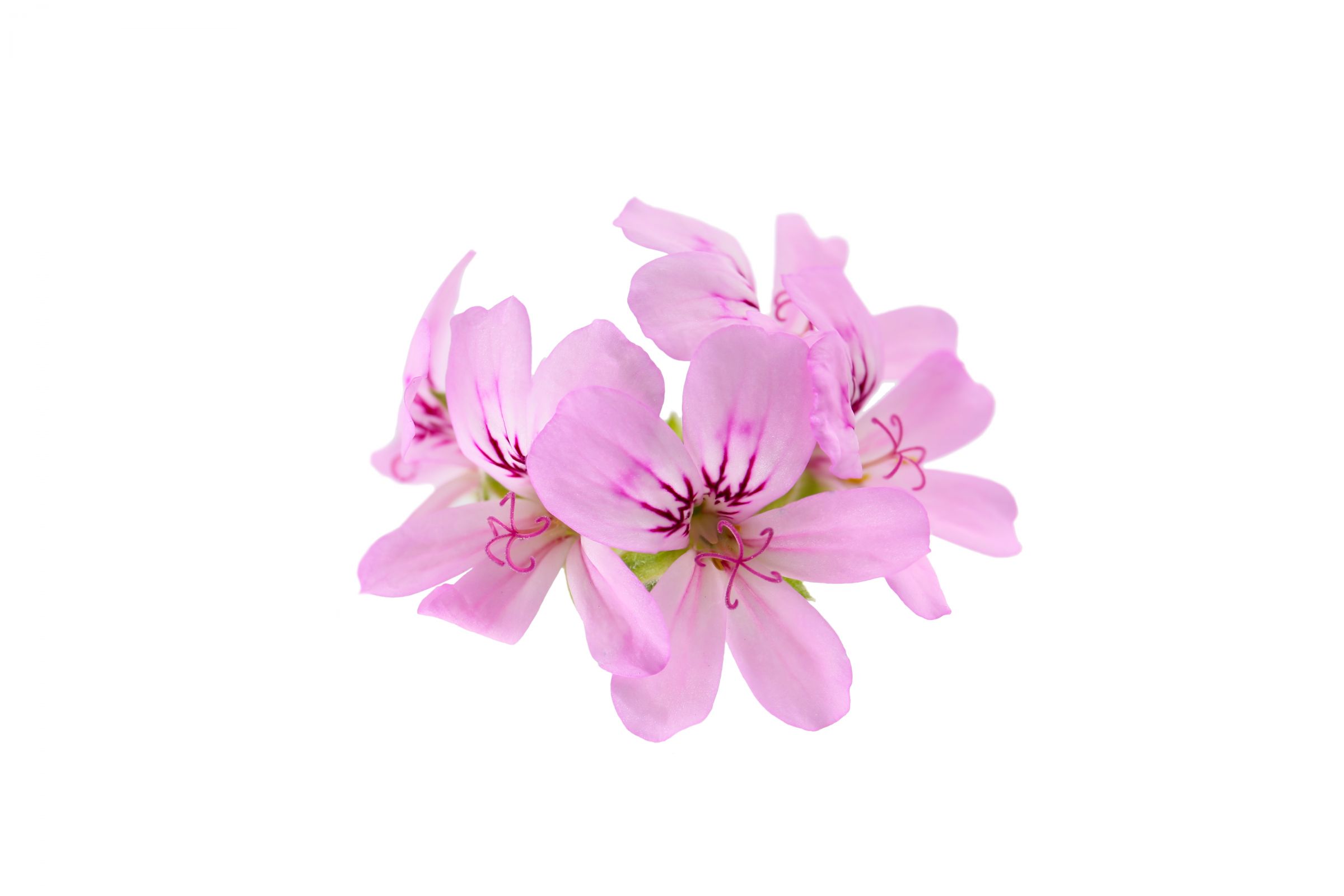 Contains geranium oil, which safely repels mosquitoes and other insects.